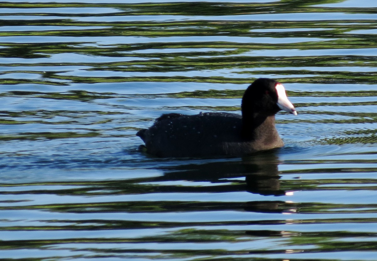 American Coot (Red-shielded) - ML98765581