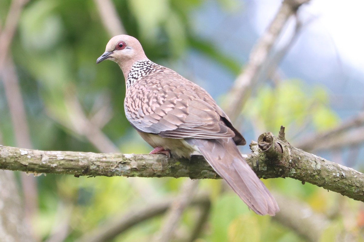 Spotted Dove - Phuen tsho