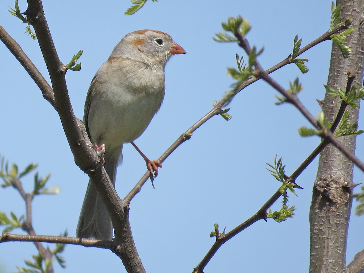 Field Sparrow - Benjamin Murphy