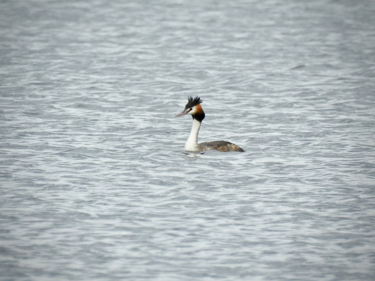 Great Crested Grebe - Michael Daley