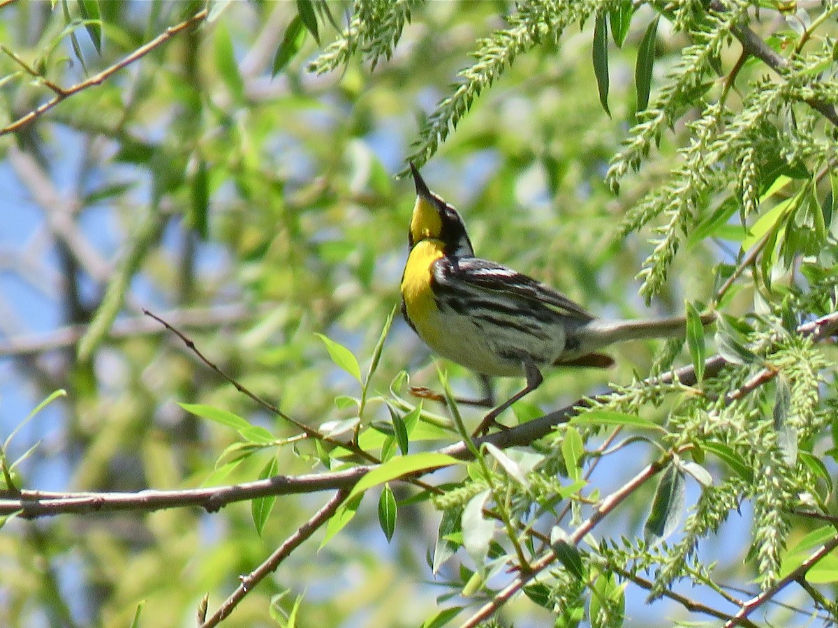 Yellow-throated Warbler - Benjamin Murphy