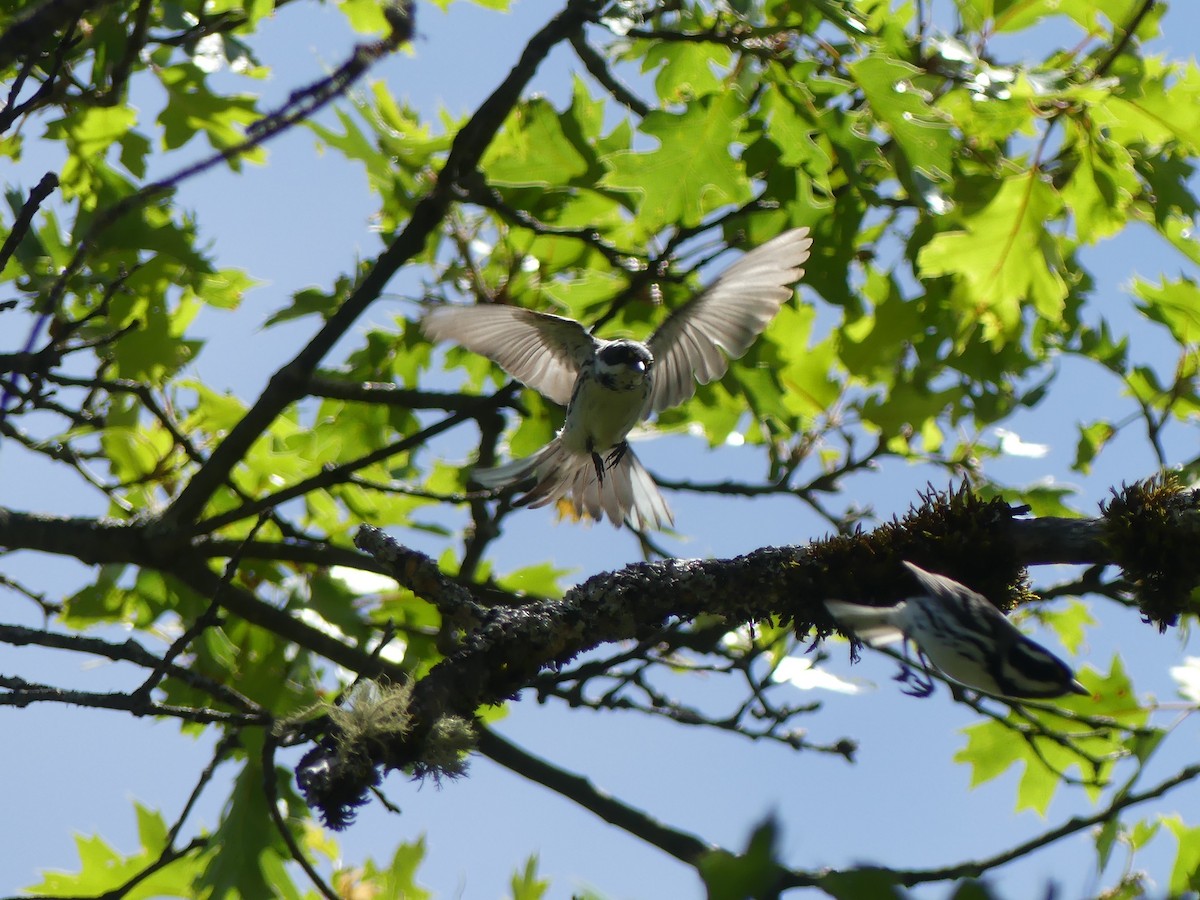 Black-throated Gray Warbler - ML98770321