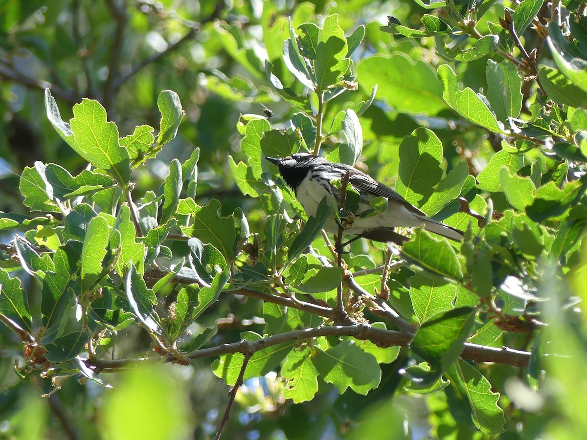 Black-throated Gray Warbler - ML98770361