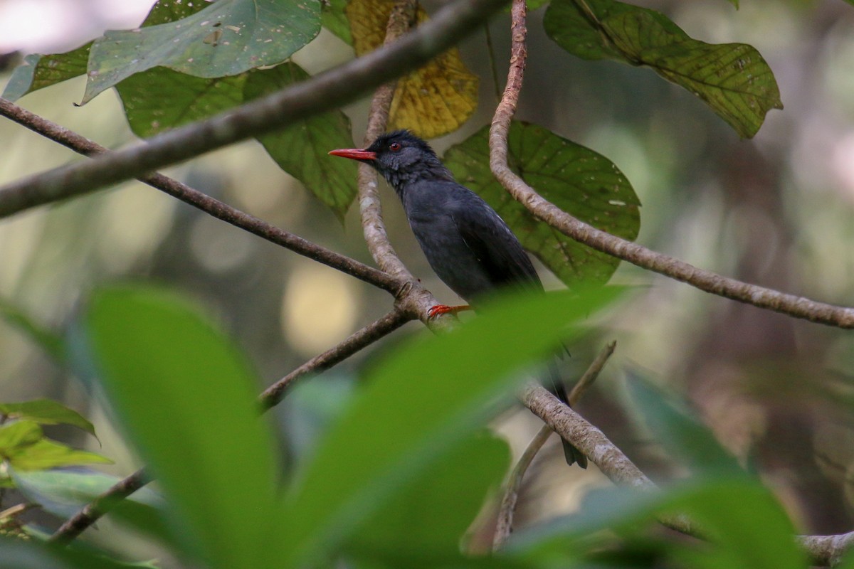 Square-tailed Bulbul (Sri Lanka) - ML98771191