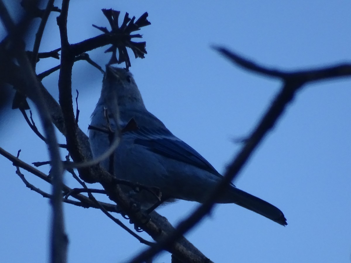 Blue-gray Tanager - ML98772331