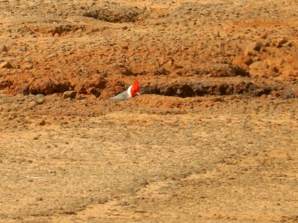 Red-crested Cardinal - ML98772431