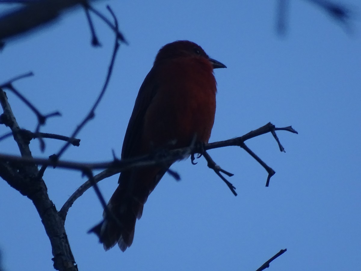 Hepatic Tanager - ML98772441