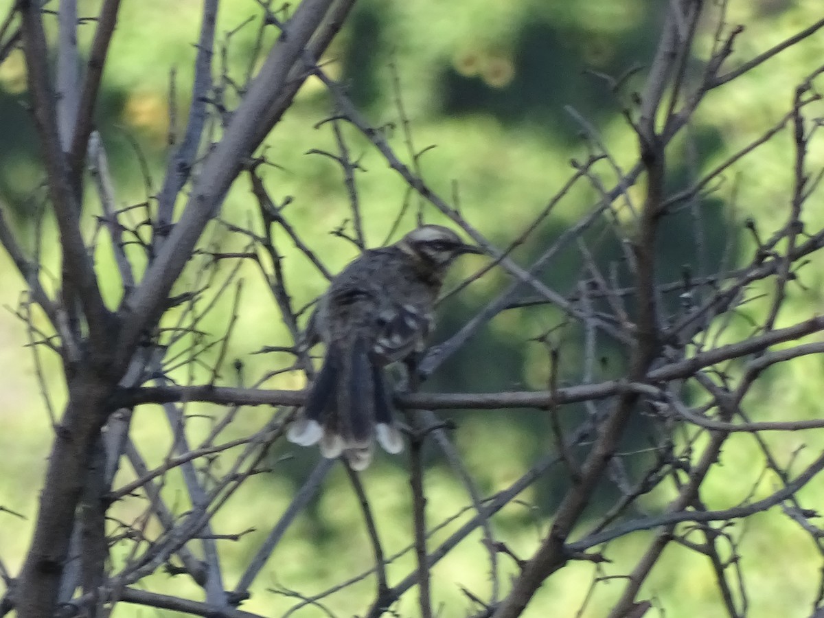 Long-tailed Mockingbird - ML98772591