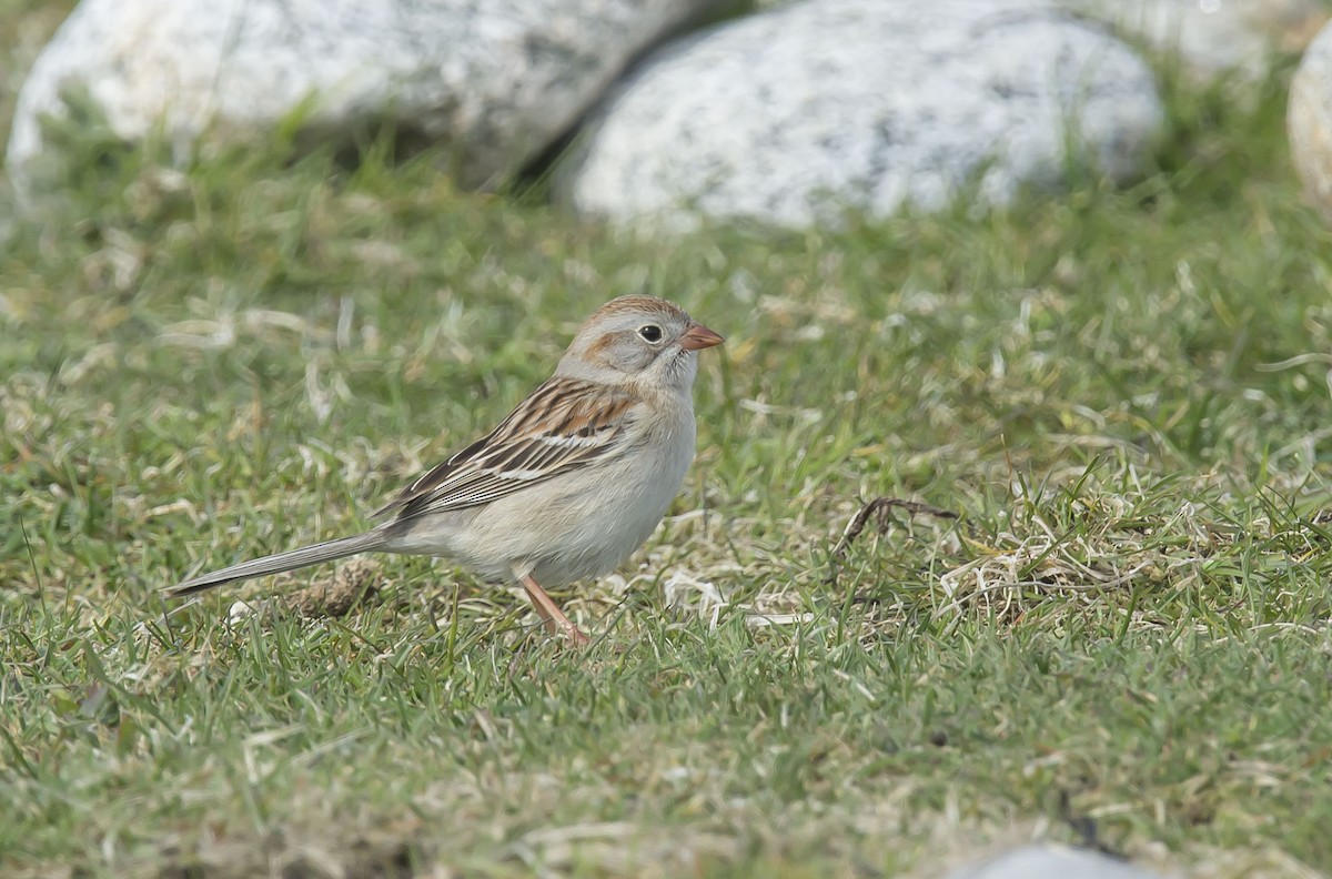 Field Sparrow - ML98773151
