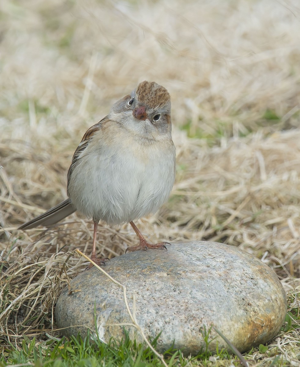 Field Sparrow - ML98773161
