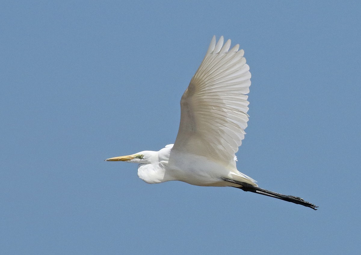 Great Egret - Dave Bakewell