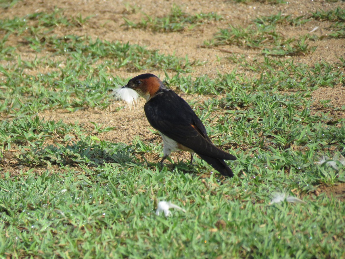 Red-rumped Swallow - ML98776031