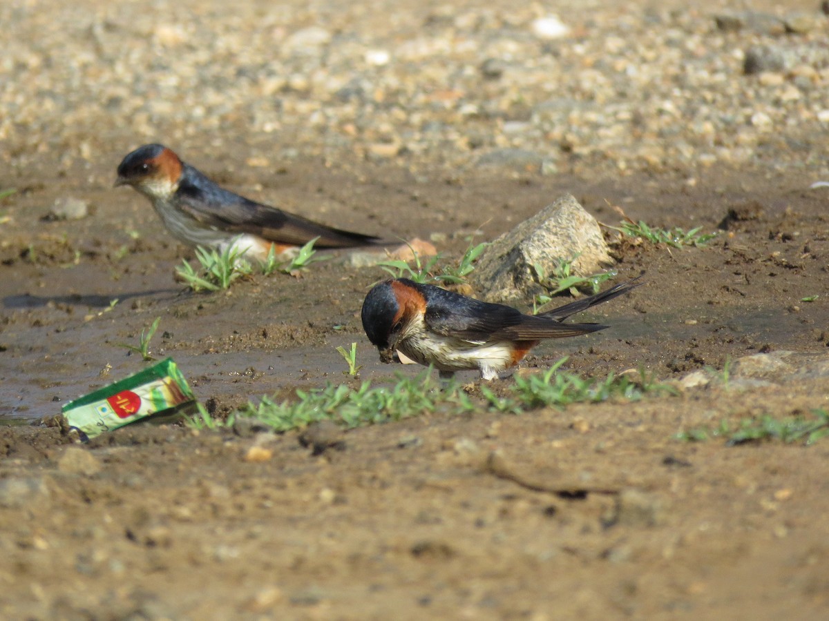 Red-rumped Swallow - ML98776301