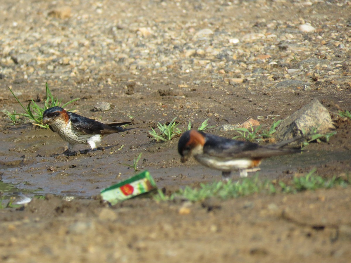 Red-rumped Swallow - ML98776311