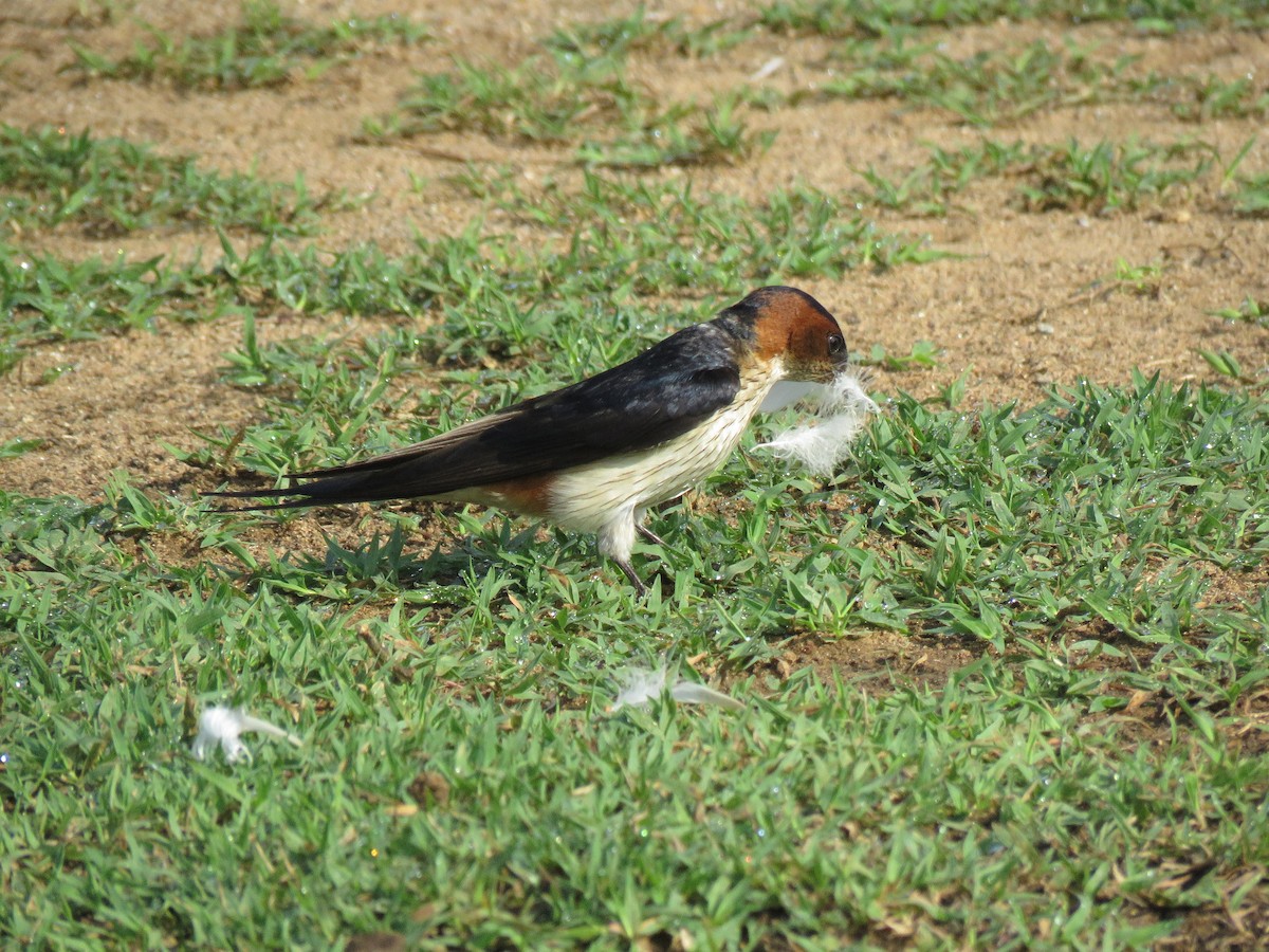 Red-rumped Swallow - Selvaganesh K