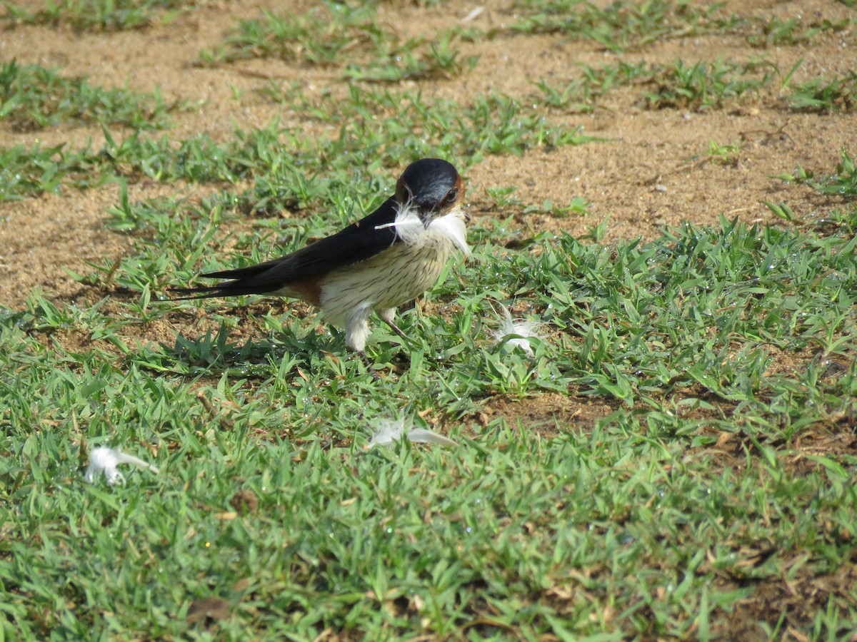 Red-rumped Swallow - ML98776341