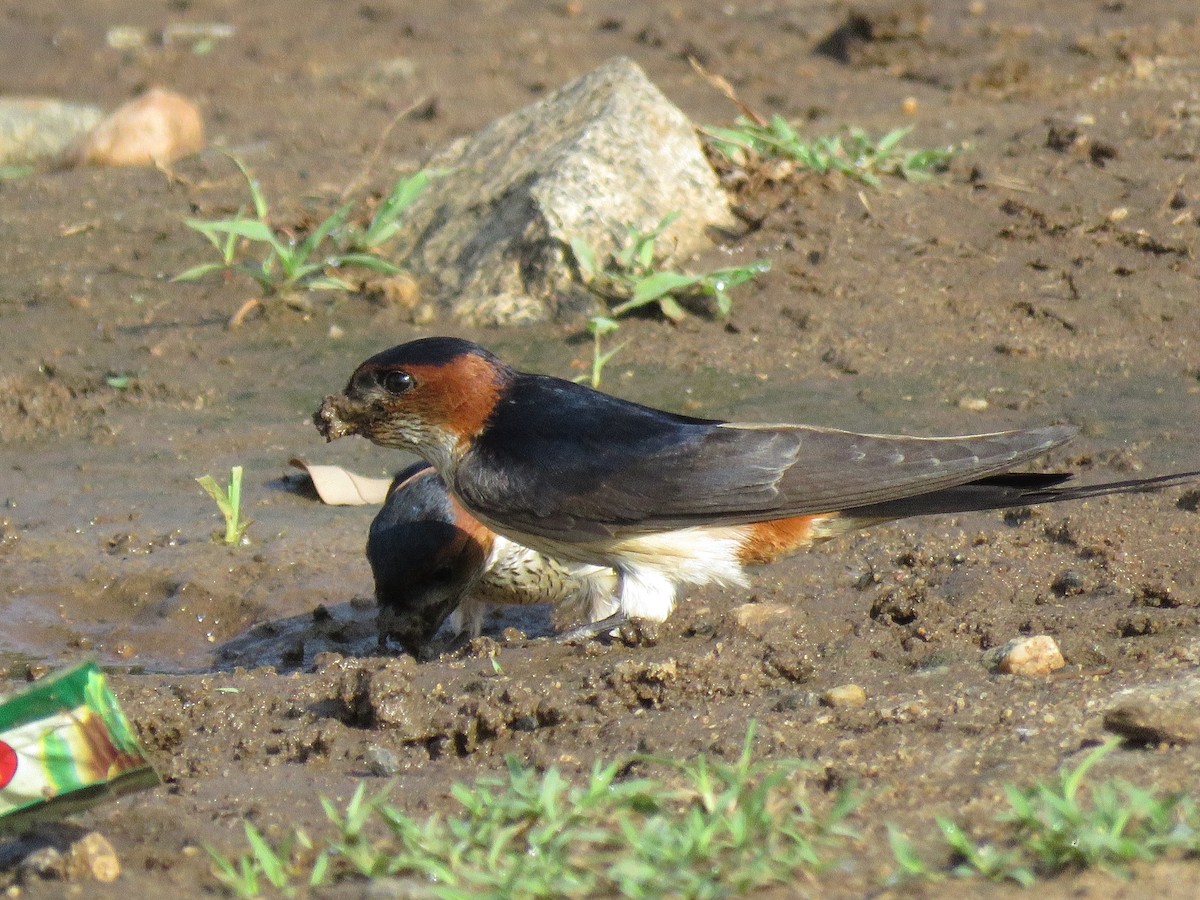 Red-rumped Swallow - ML98776711