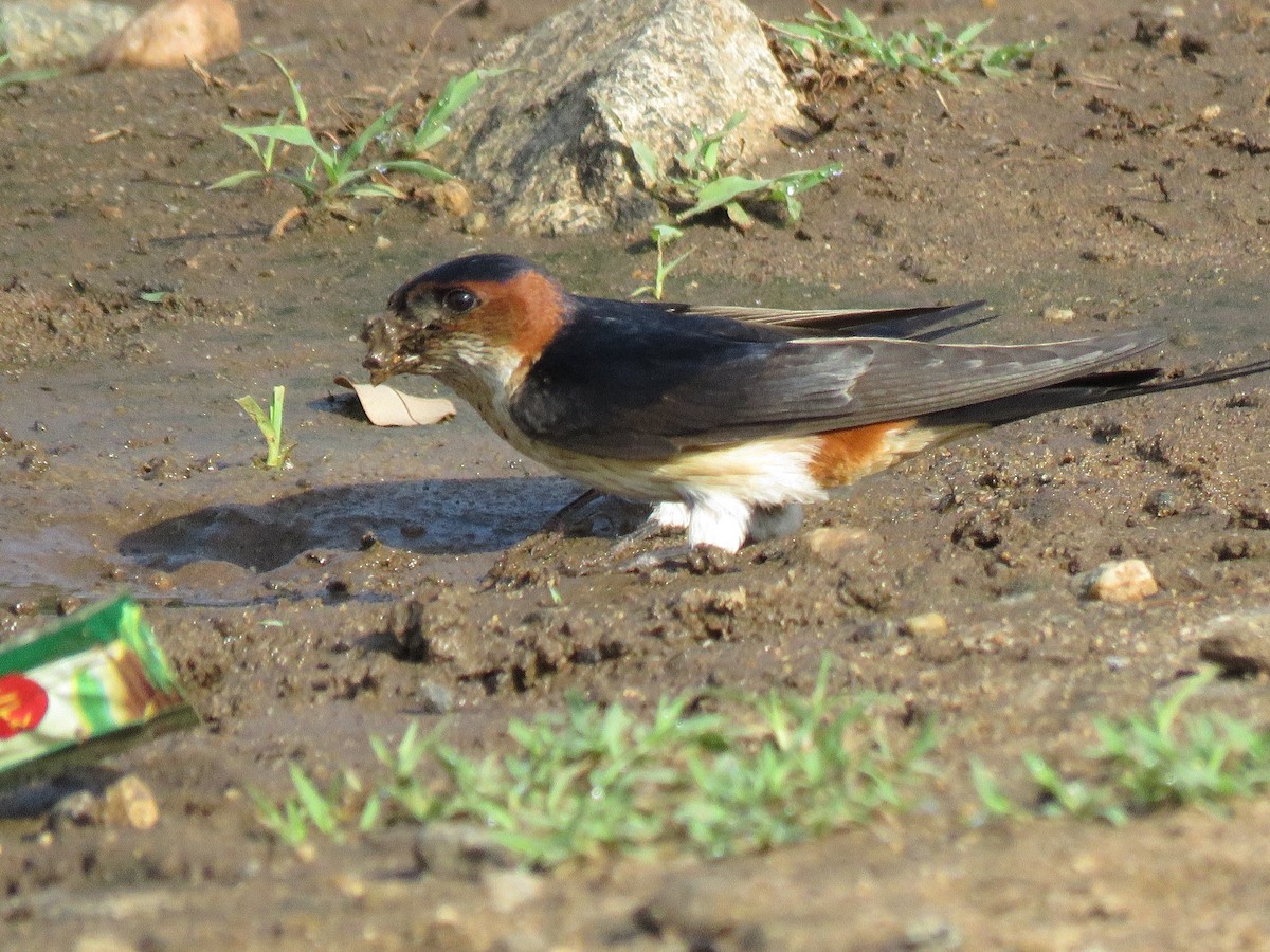 Red-rumped Swallow - Selvaganesh K