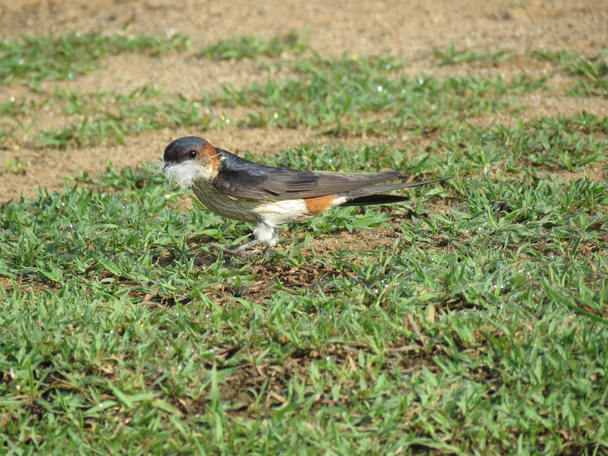 Red-rumped Swallow - ML98776801