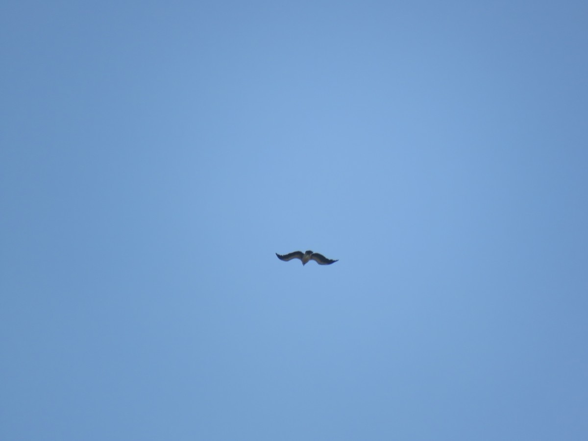 Indian Vulture - ML98777381