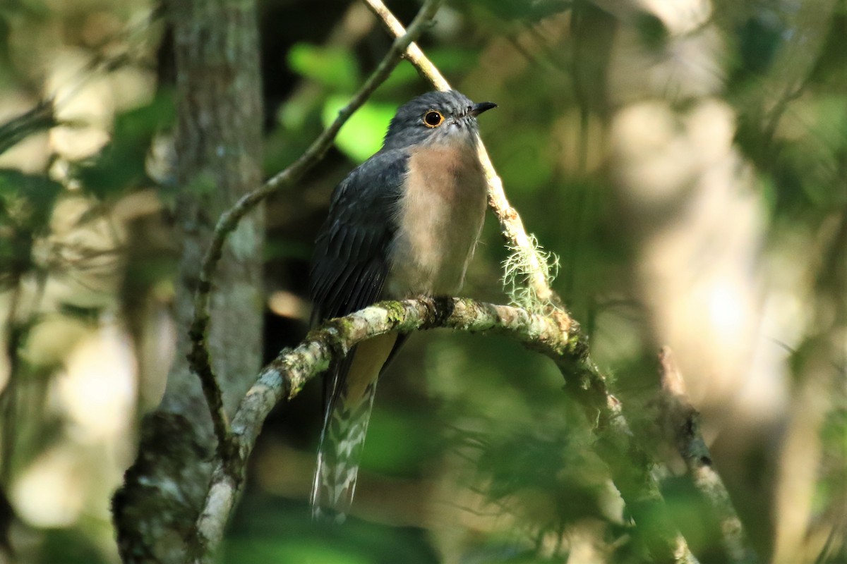 Fan-tailed Cuckoo - John Kooistra