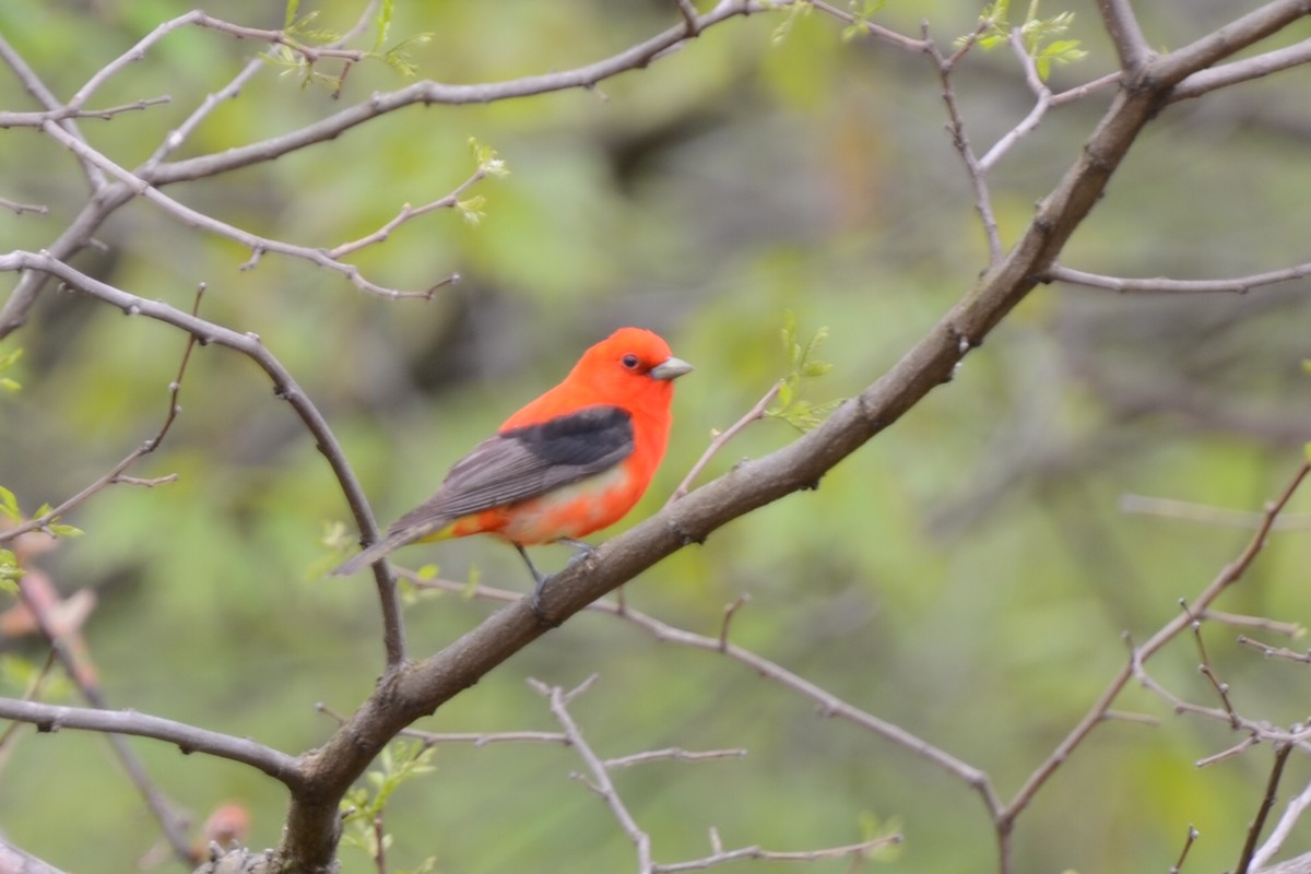 Scarlet Tanager - ML98782751