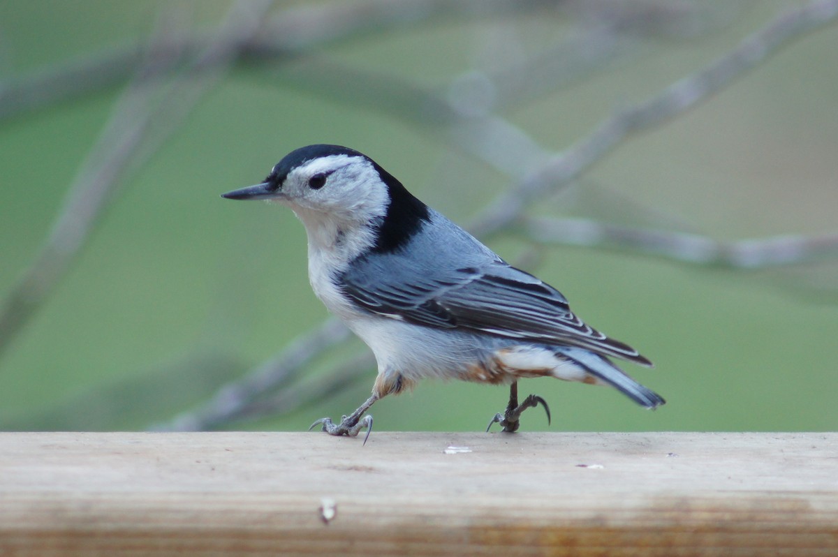 White-breasted Nuthatch - Rex Martin