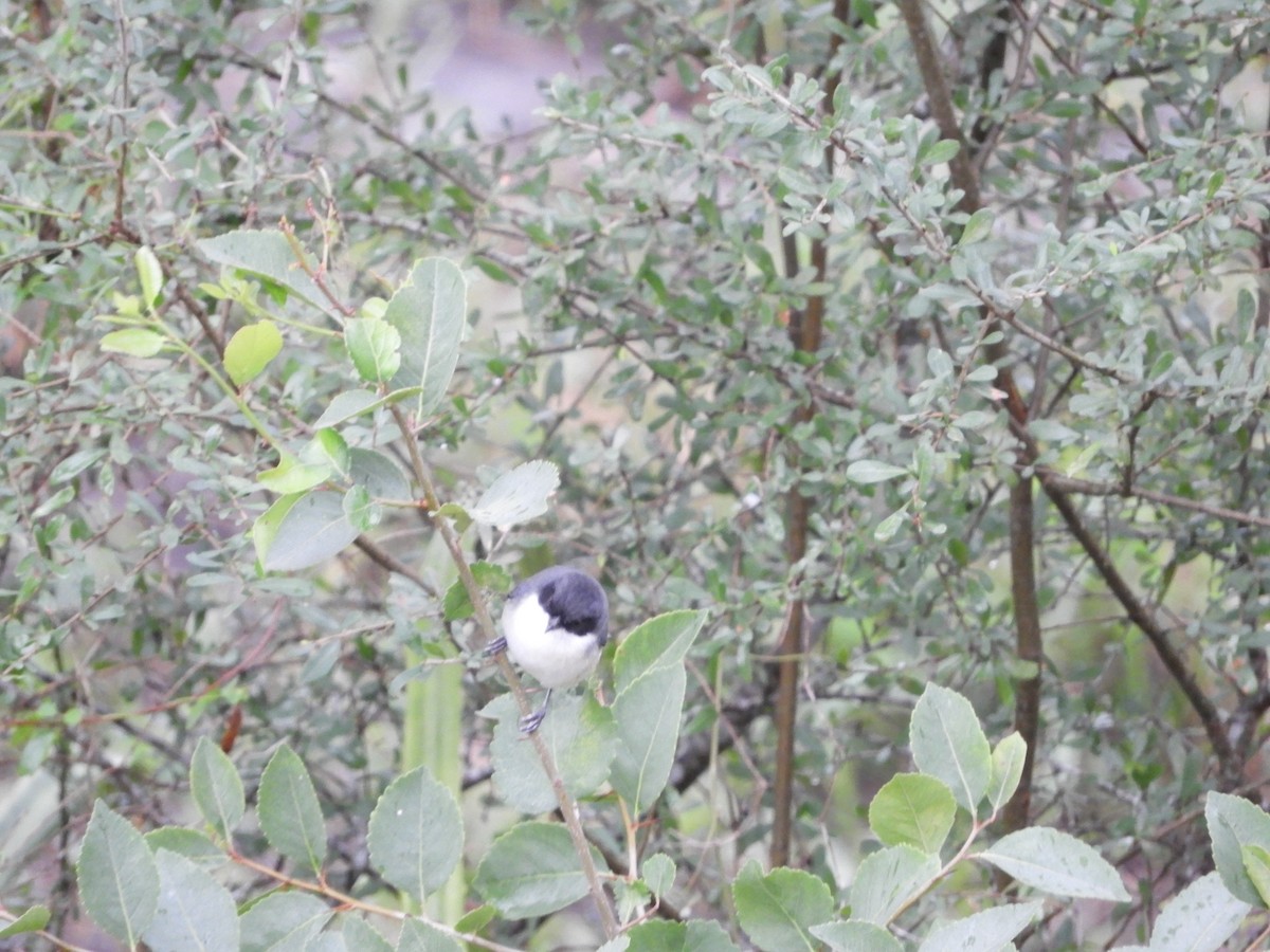 Black-capped Warbling Finch - ML98783991