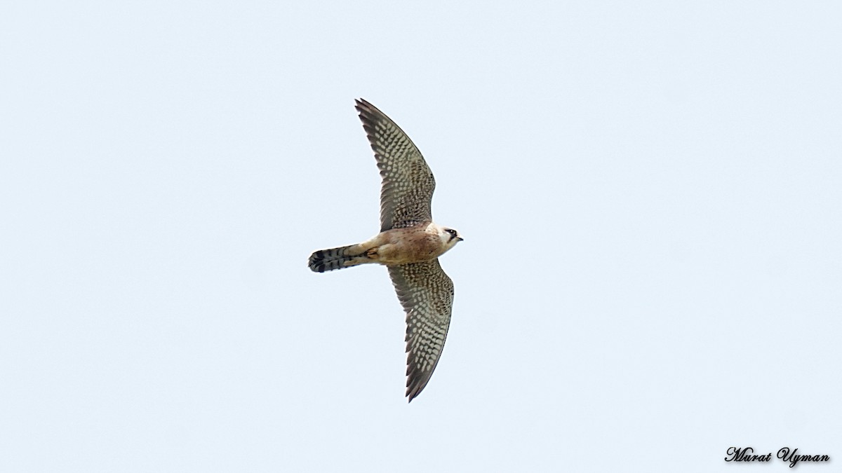 Red-footed Falcon - Murat Uyman
