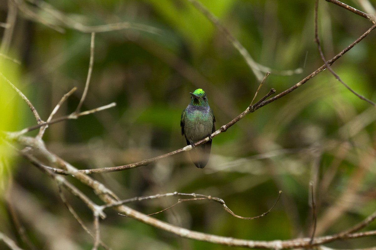 Blue-chested Hummingbird - Juan Diego Castillo
