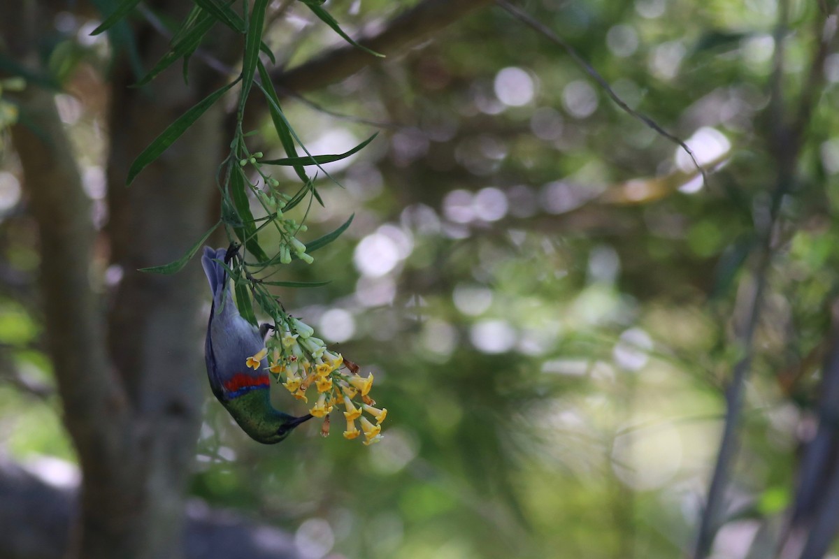 Southern Double-collared Sunbird - ML98790241