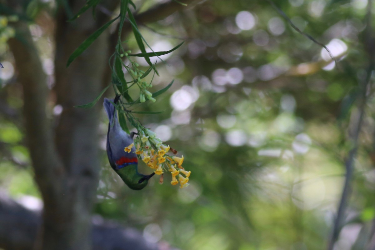 Southern Double-collared Sunbird - Peter Hosner