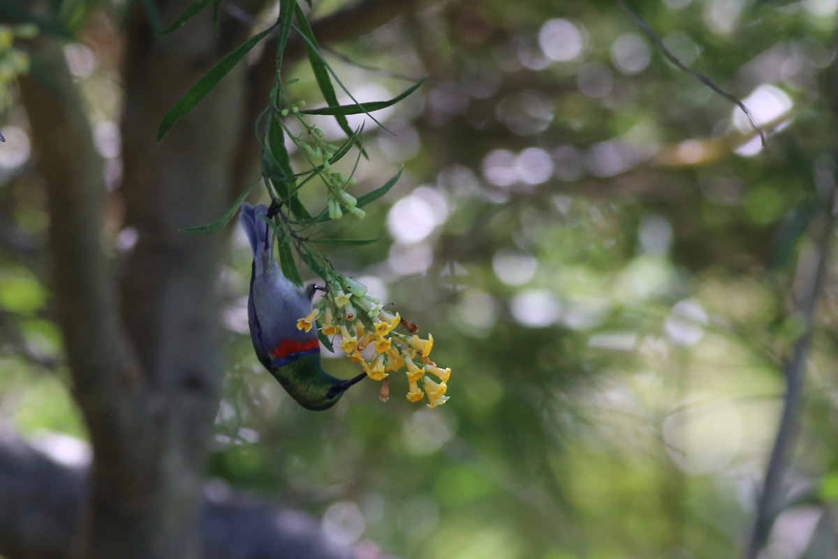 Southern Double-collared Sunbird - ML98790261