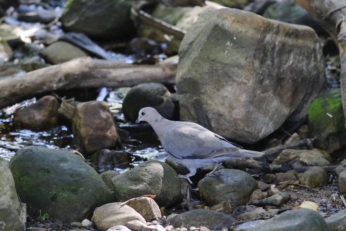 Red-eyed Dove - ML98790491