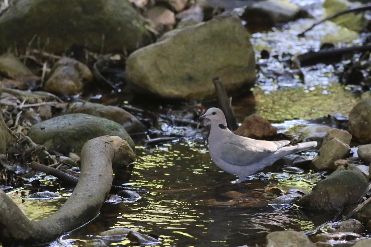 Red-eyed Dove - ML98790501
