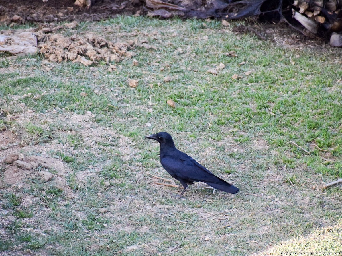 Large-billed Crow - ML98790591