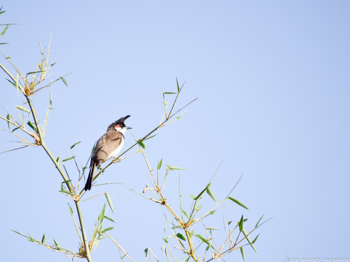 Red-whiskered Bulbul - Anand Vachhani