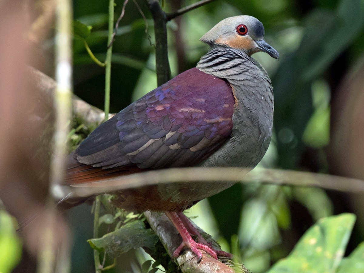 カンムリウズラバト Ebird