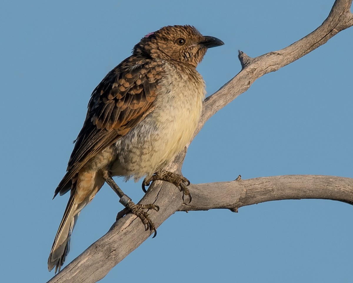 Spotted Bowerbird - ML98792251