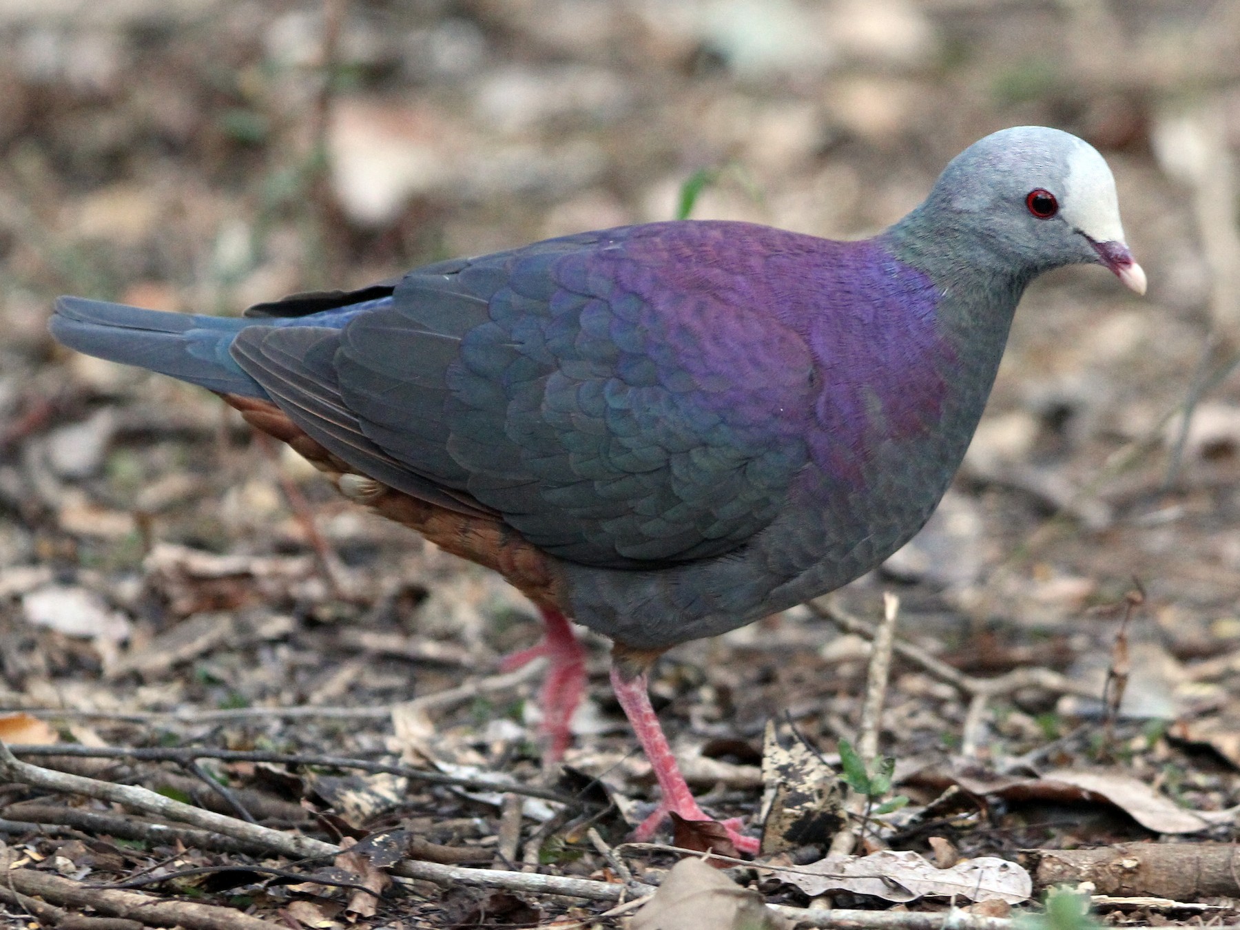 Gray-fronted Quail-Dove - Christoph Moning