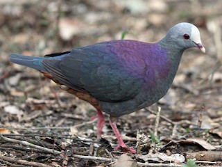  - Gray-fronted Quail-Dove
