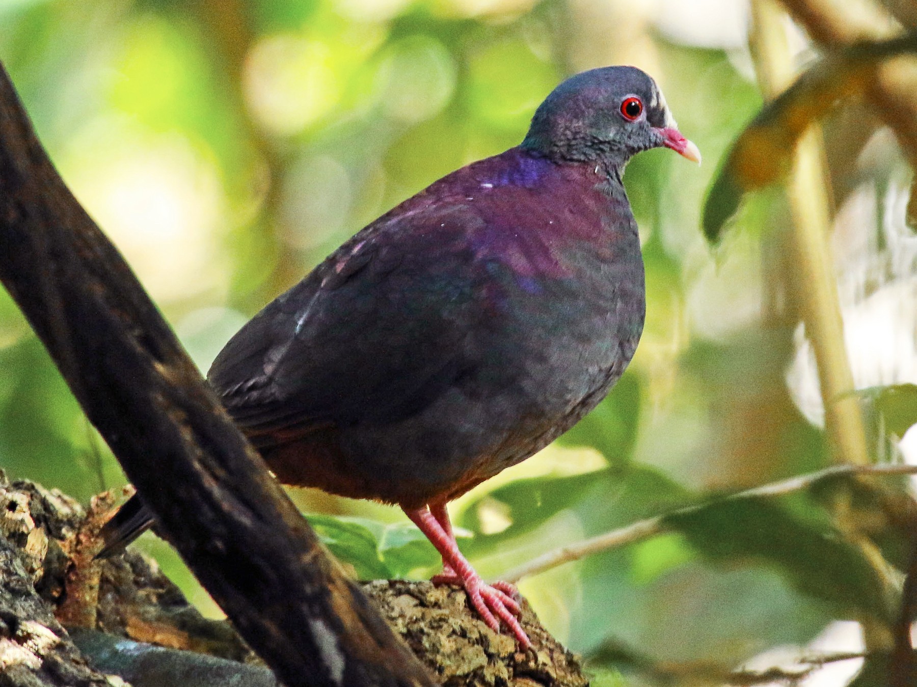 White-fronted Quail-Dove - Mitch Walters