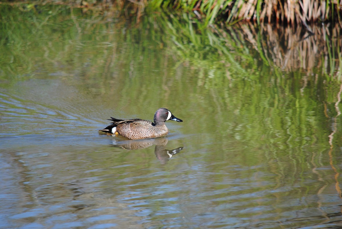 Blue-winged Teal - ML98792981