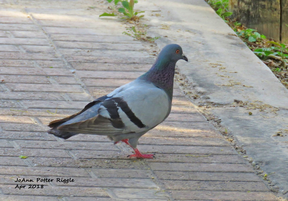 Rock Pigeon (Feral Pigeon) - JoAnn Potter Riggle 🦤