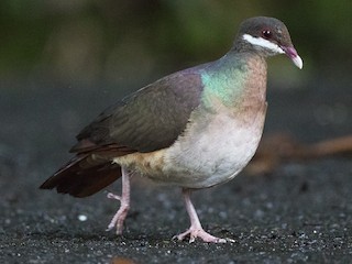  - Bridled Quail-Dove