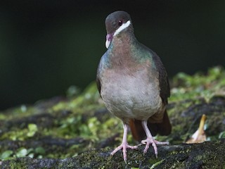  - Bridled Quail-Dove