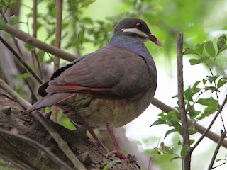  - Bridled Quail-Dove