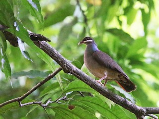  - Bridled Quail-Dove