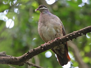  - Bridled Quail-Dove