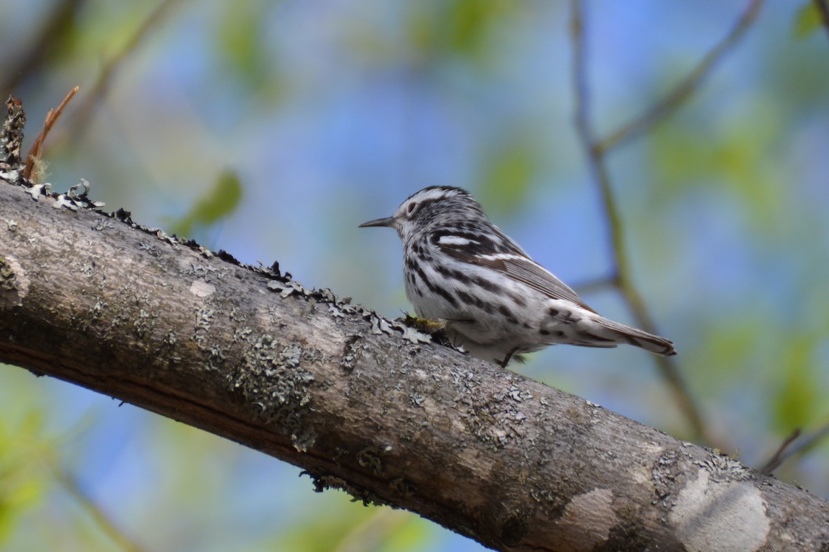 Black-and-white Warbler - Michael Turso